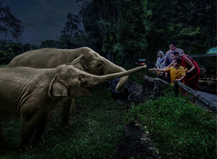 Night Safari Singapore Gia đình có trẻ em tham quan Night Safari Singapore